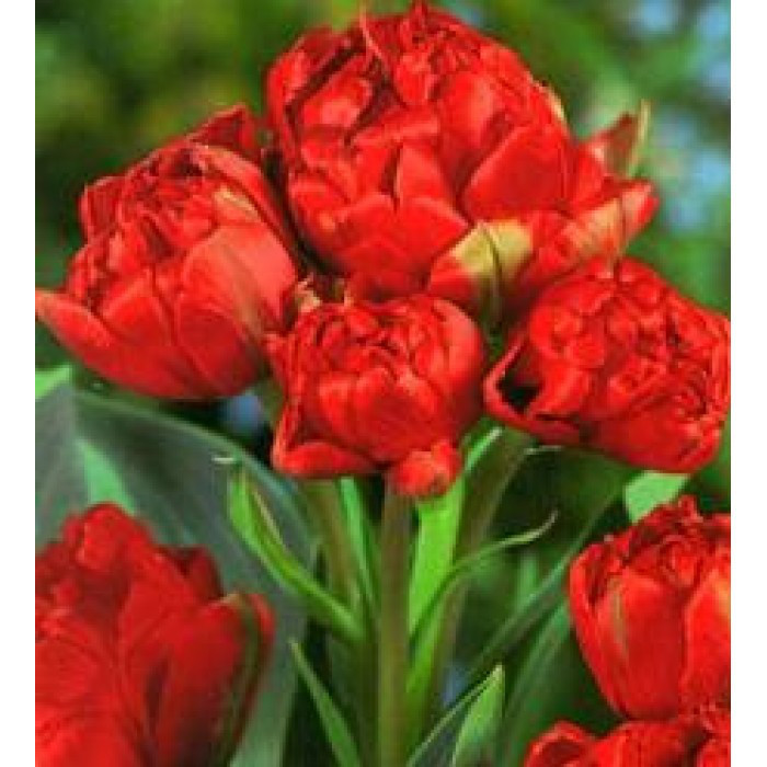 Луковицы тюльпанов махровых + многоцветковых Toronto Double 10/11 30шт - фото 1 - id-p971128346