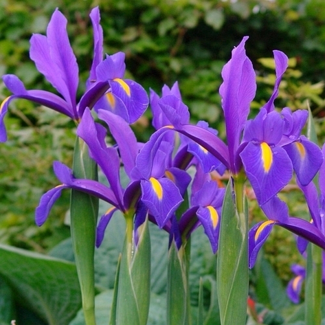 Ірис голландський Blue Magic (Блю Меджік), 5 шт. Голландія, фото 2