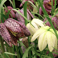 Fritillaria Meleagris (Фритиллярия / Рябчик Мелеагрис) Голландия, смесь.