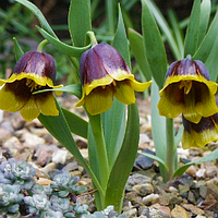 Fritillaria Uva-vulpis ( Фритиллярия/ Рябчик Ува-Вулпис ),Голландия