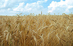 Пшениця (на корню).