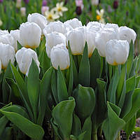 Цибулини тюльпанів тріумф Calgary 10/11 30 шт