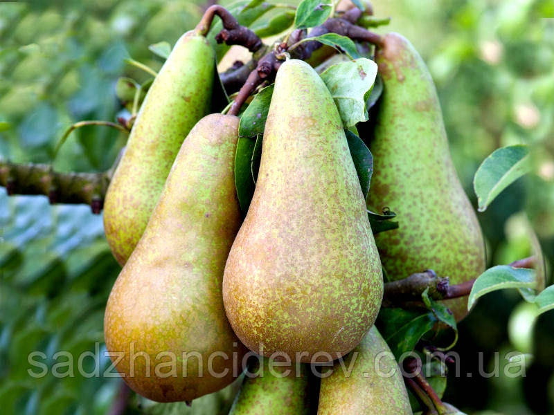 Саджанці груші Конференція