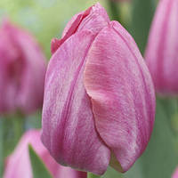 Луковиці тюльпанів тріумф Cleveland 11/12 30 шт.