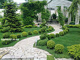 Ландшафтний дизайн, озеленення, фото 2