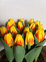 Тюльпан Тріумф Ice Lolly 11/12 30 шт