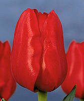 Цибулини тюльпанів тріумф Lle de France 10/11 30 шт