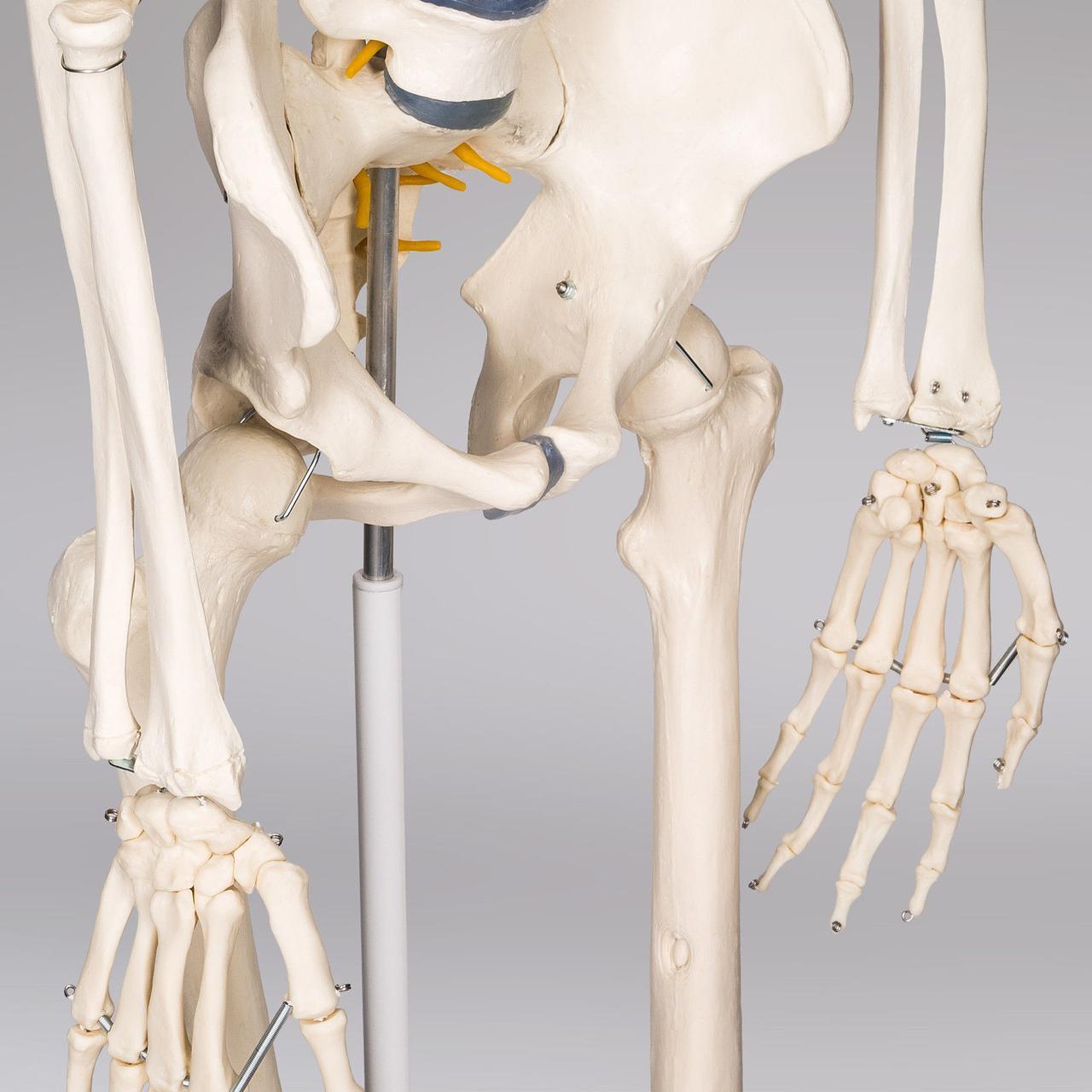 ПВХ скелета человека 181 см на подставке - фото 6 - id-p972484355