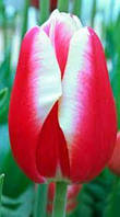 Луковиці тюльпанів тріумф Leen van der Mark 10/11 30 шт.