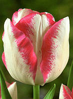 Цибулини тюльпанів тріумф Mata Hari 10/11 30 шт