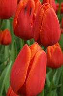 Цибулини тюльпанів тріумф Orange Cassini 10/11 30 шт