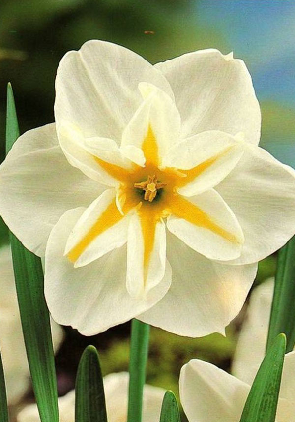 Цибулини нарцисів Split Corona Lemon Beauty 10/12 3 шт, фото 1