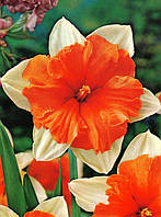 Луковиці нарцисів Split Corona Orangery 10/12 20 шт.