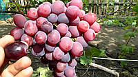 Саженцы винограда Фаэтон