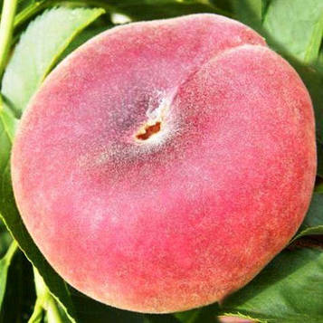 Саджанці Персика Світ Ринг - інжирний, ранній, урожайний