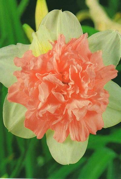Цибулини нарциса махрового Rosy Cloud 10/12 3 шт