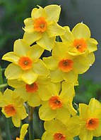 Цибулини нарциса мініатюрного Martinette 10/12 30 шт