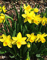 Цибулини нарциса мініатюрного Tete a Tete 10/12 30 шт