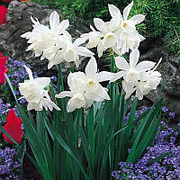 Цибулини нарциса мініатюрного Thalia 10/12 30 шт