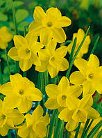 Цибулини нарциса мініатюрного Threvitian 10/12 30 шт