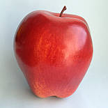 Яблуко бордове, червоне муляж 9 см, фото 6