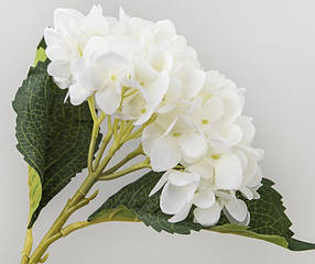 Квітка Гортензія Світло-біла (46 см)