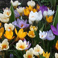 Цибулини Крокусу ботанічного оптом