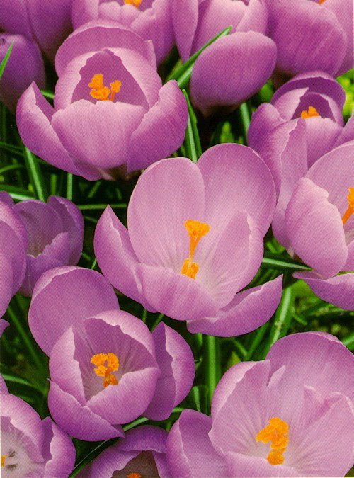 Цибулини крокусу крупноквіткового Grand Maitre 50 шт, фото 1