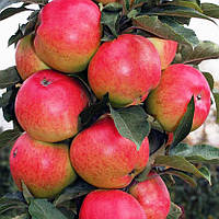 Саженцы яблони колоновидной Валюта - зимнего срока созревая, сладкий.