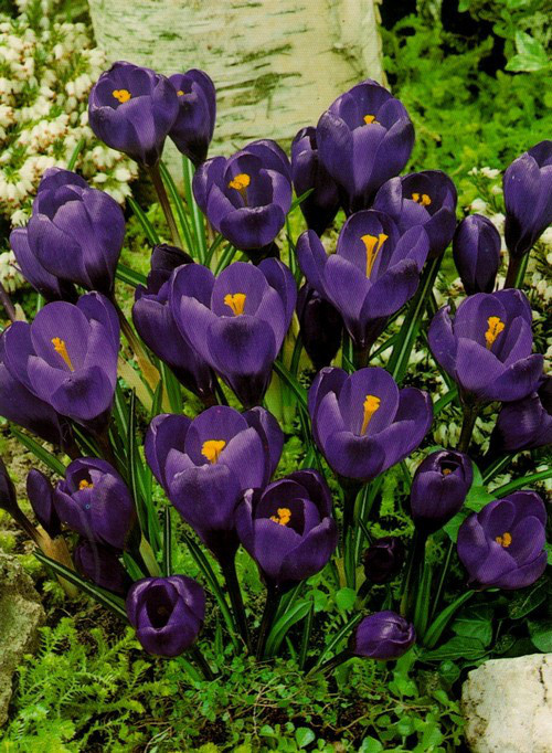 Цибулини крокусу крупноквіткового Negro Boy 50 шт, фото 1