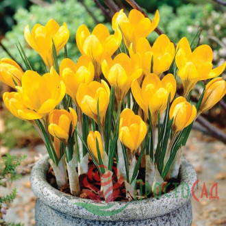 Цибулини крокусу крупноквіткового Yello 50 шт, фото 1