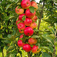 Яблоня колоновидная Арбат - осеннего срока, сладкая.