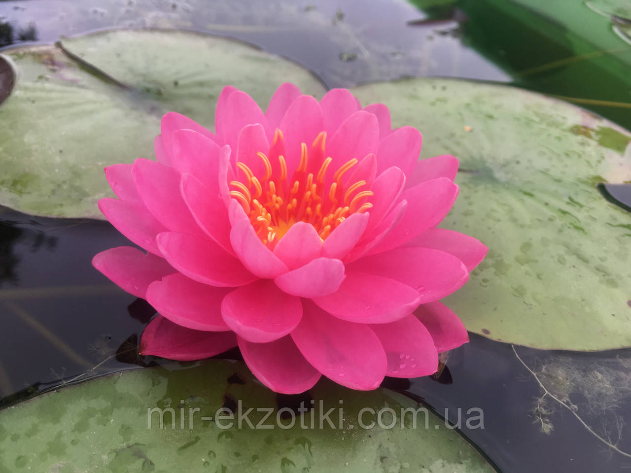 Німфея «Периз Фаєр Опал» — Nymphaea «Perry's Fire Opal» (молода рослина, поділка)
