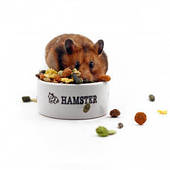 Корм для гризунів