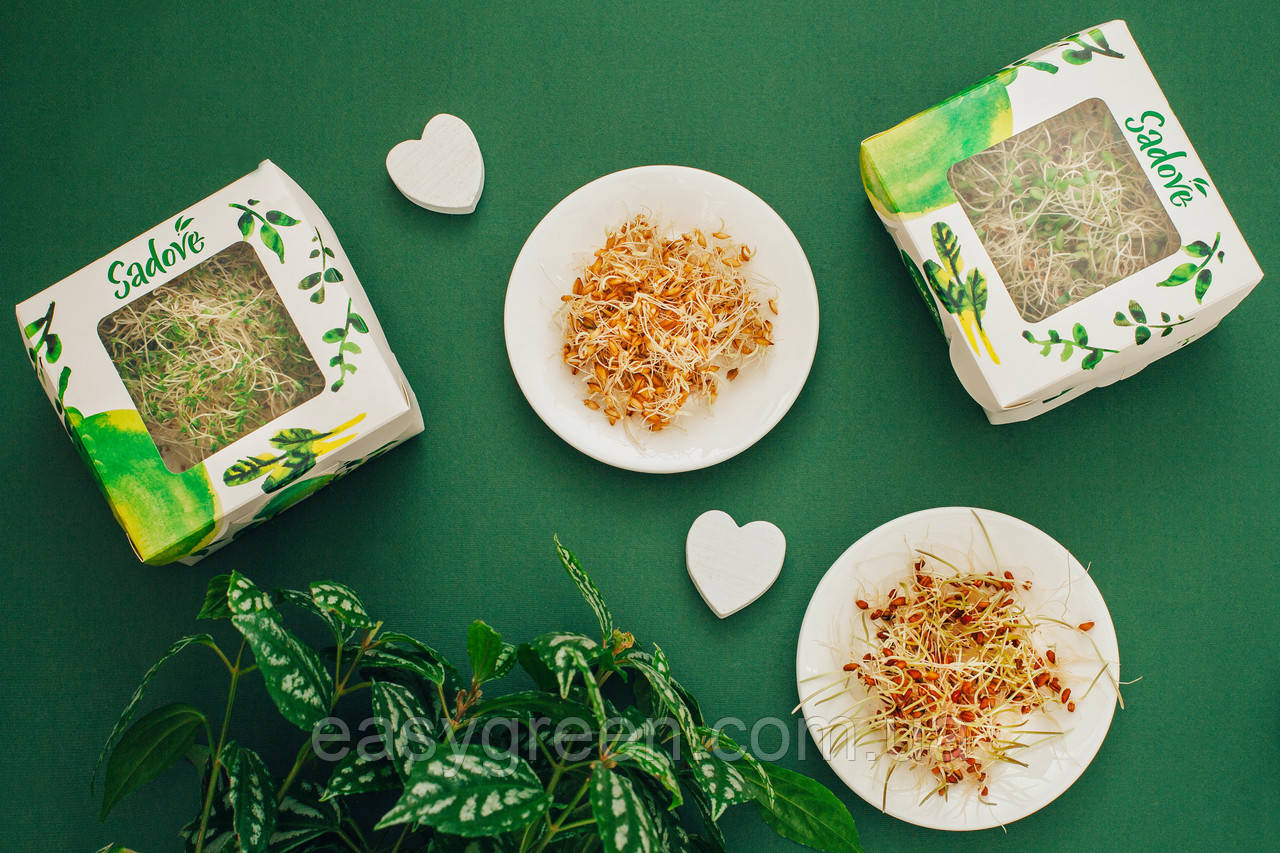 РОСТКИ ПШЕНИЦЫ 800 грамм Абонемент на месяц, фото 1