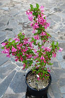 Декоративні і красиво квітучі чагарники.