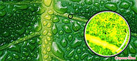 Хлорофіл – «зелена кров» на варті вашого імунітету.