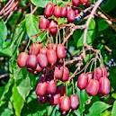 Саджанці плодових дерев і ягідних чагарників.