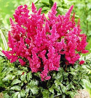 Багаторічні квіти. Корневищні багаторічники.