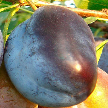 Саджанці Сливи Гільберта - ранньо-осіннього терміну, урожайна, зимостійка