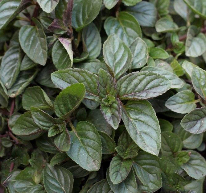 

М'ята Шоколадна/Chocolate