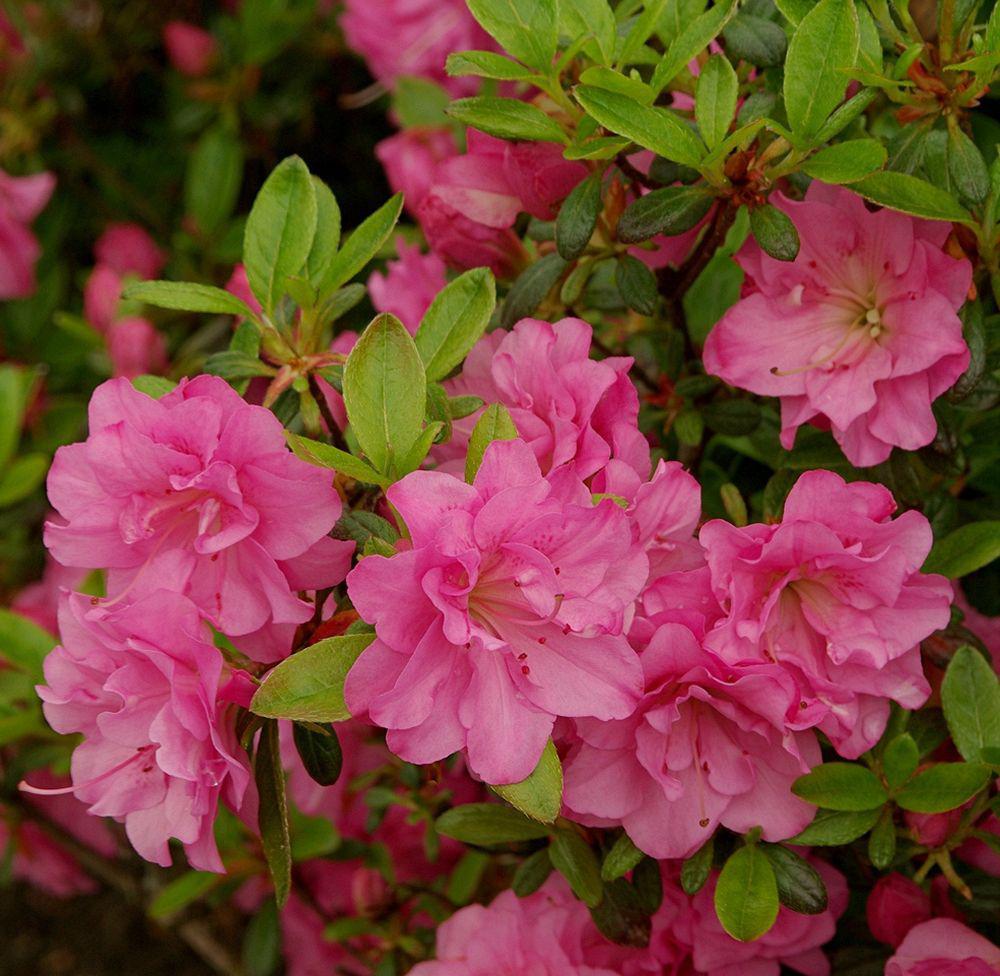 Азалія японська Rosinetta 4 роки, фото 1