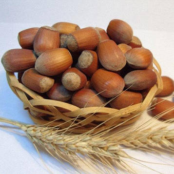 Саджанці Фундука (ліщини) Галле (двухрічний) - середній, великоплідний, зимостійкий