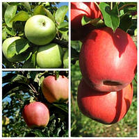 Яблуня дерево сад (Сіміцно, Амброзія, Пінк Леді)