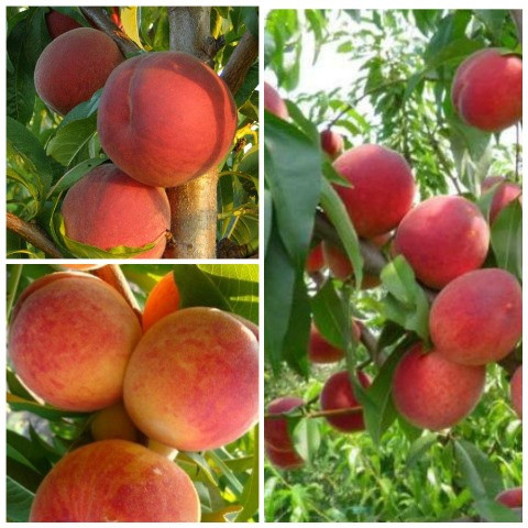 Персик дерево сад (Інка, Ред Хевен, Колinз)