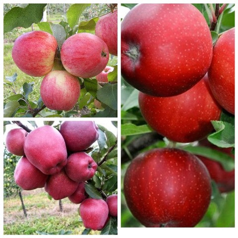 Яблуня дерево сад (Ред Чиф, Гала, Конфетне)