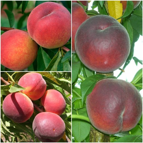 Персик дерево сад (Роял Саммер, Ред Хевен, Шугар Тайм)