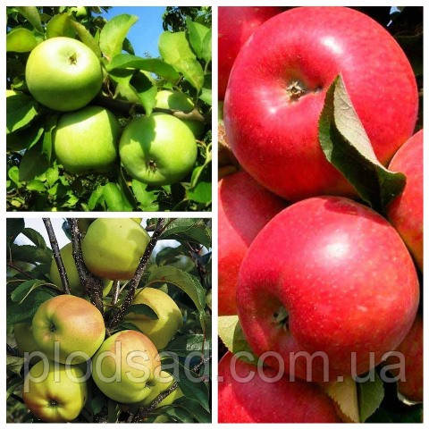 Яблуня дерево сад (Грін Стар, Голден делегес, Граф Еззо)