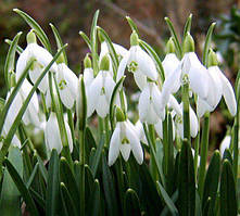 Цибулини проліска (галантуса) білого 5/+ 100 шт