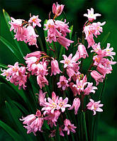 Цибулини гиацинтоидесов рожевий 6/7 50 шт